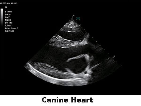 Ехографски образ сърце на куче