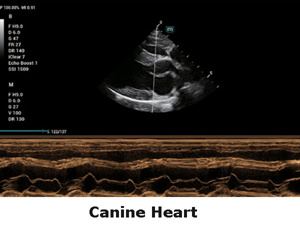 Ехографски образ сърце на куче